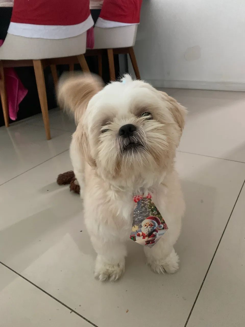 Shih tzu macho para Cruzar - Foto 5