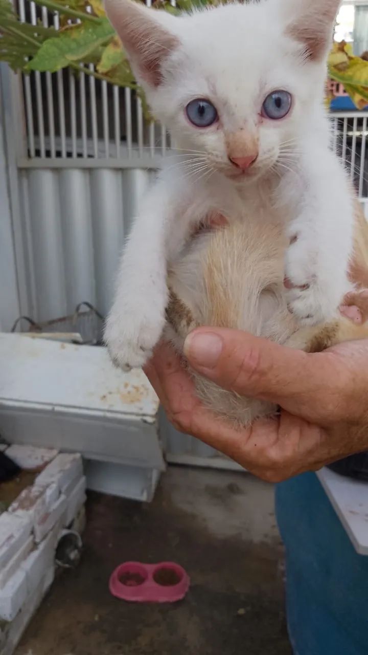 Gatinhos filhotes pra adoção urgente  - Foto 2