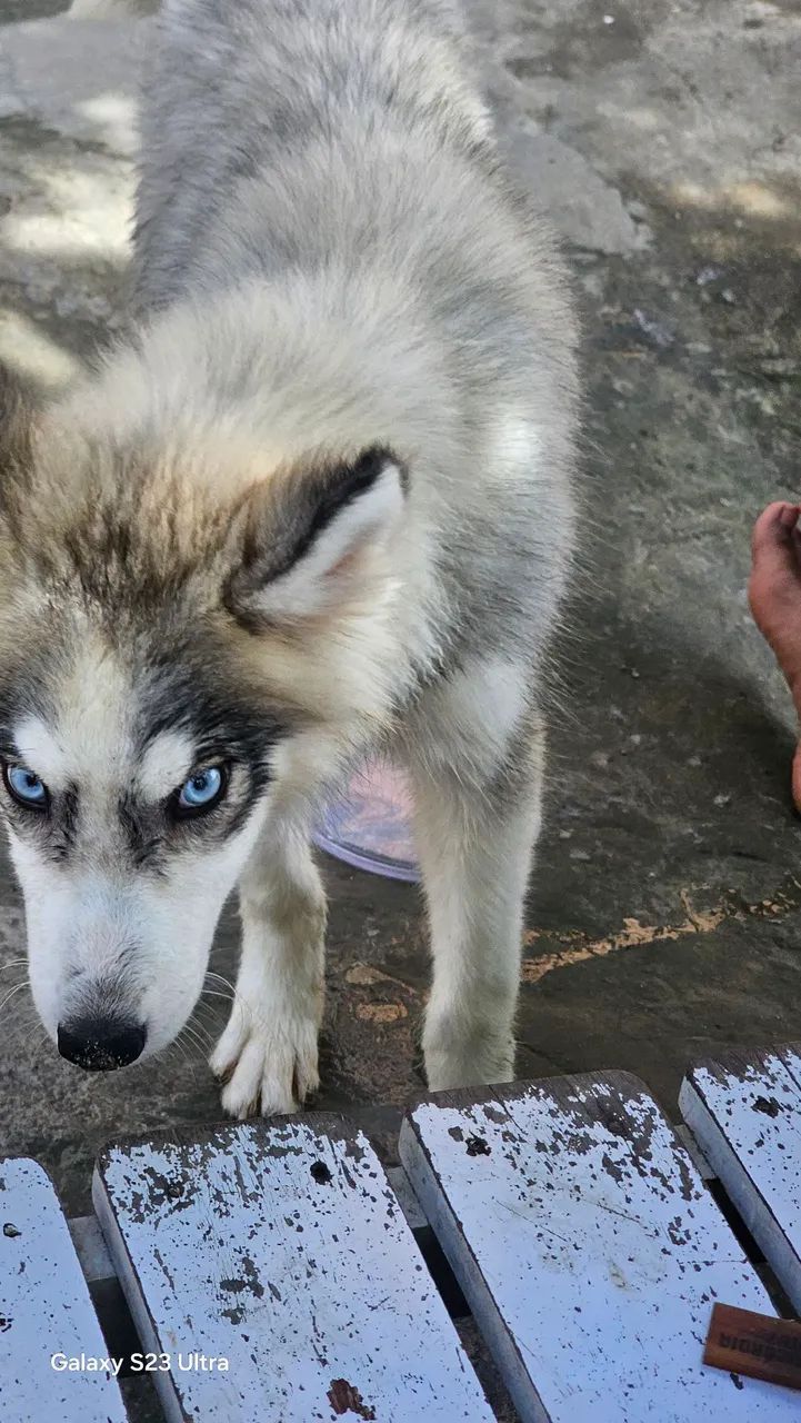 Husky siberiano - Foto 3