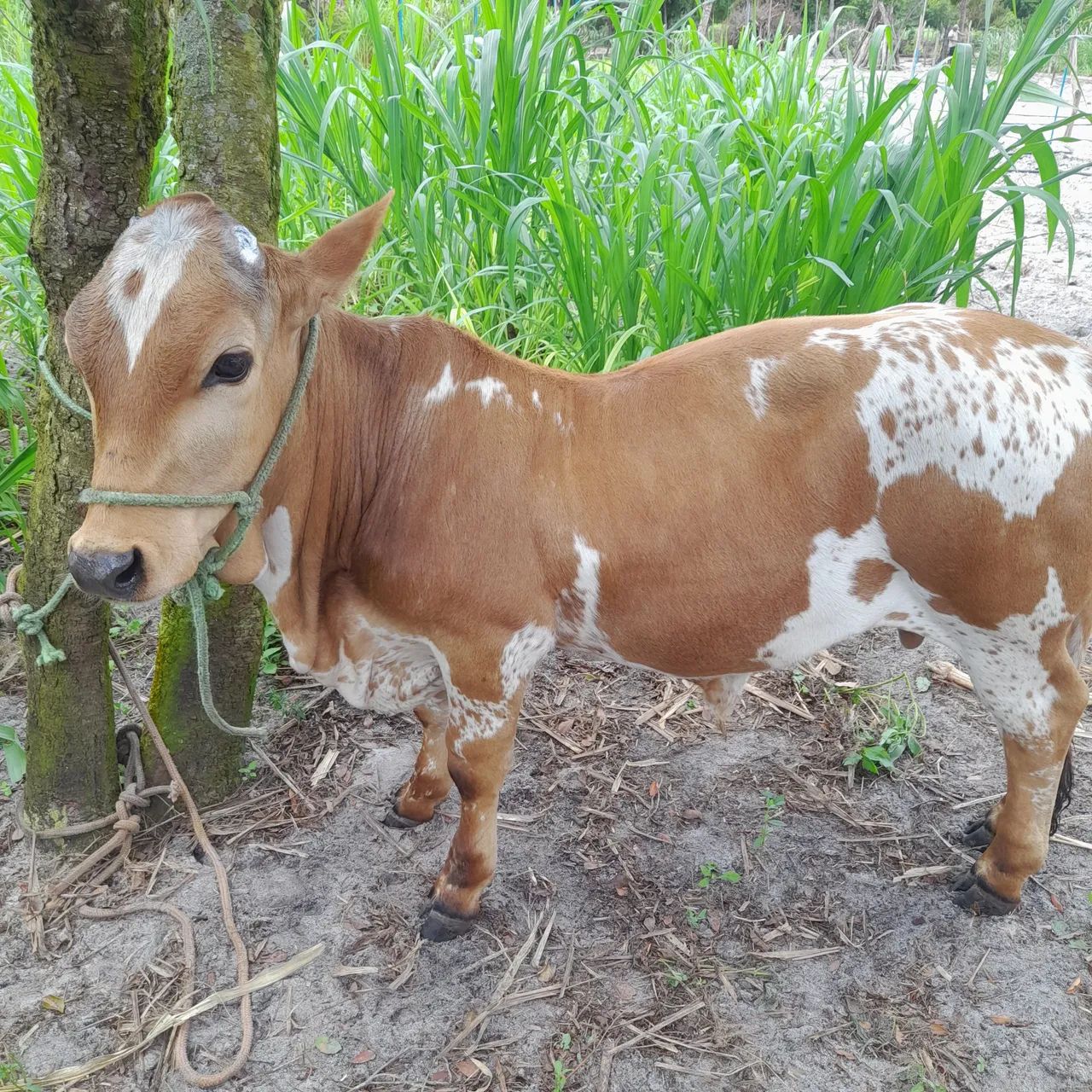 Mini Vacas de Leite - Foto 3