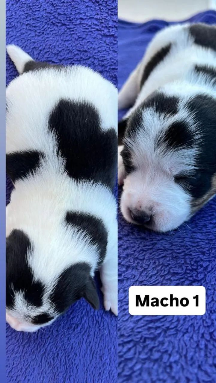 Filhotes de Jack Russel  - Foto 2
