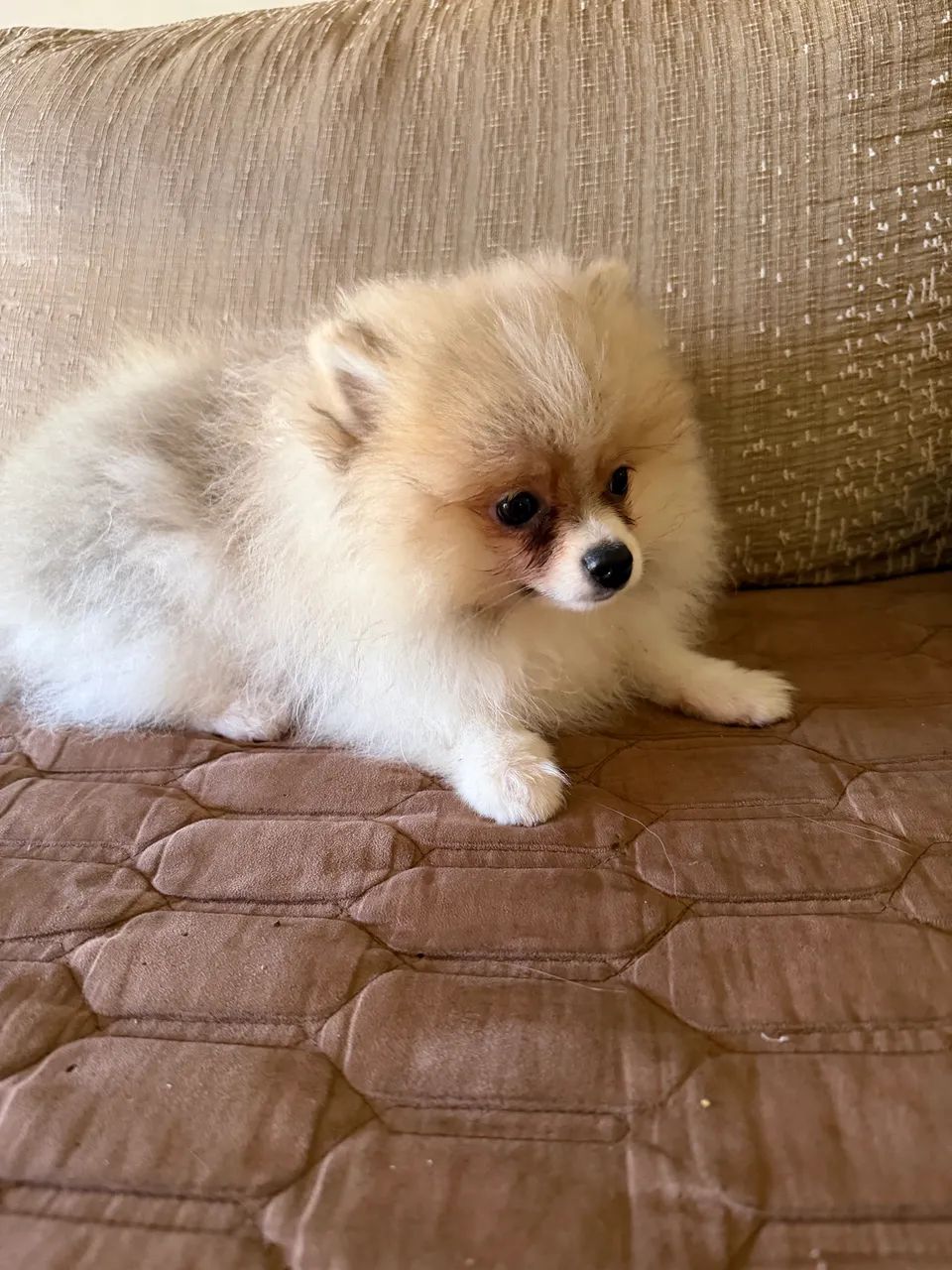 Spitz Alemão  - Foto 3