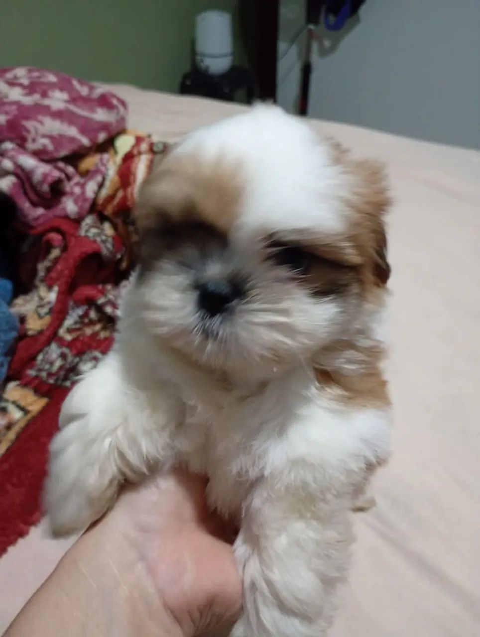 Vendo Shitzu