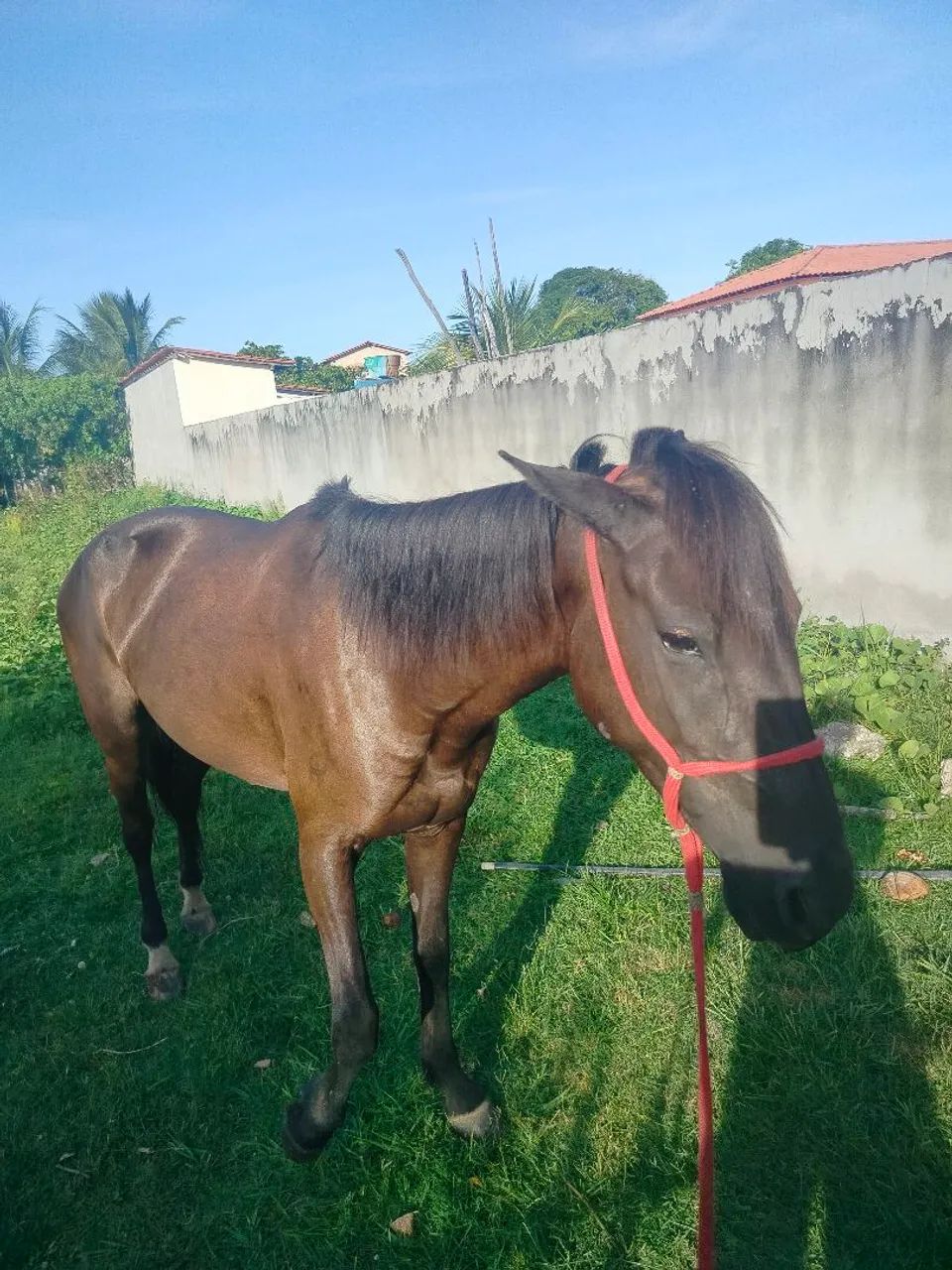 Égua quente, alta, possui rojão e tem 4 anos - Foto 4
