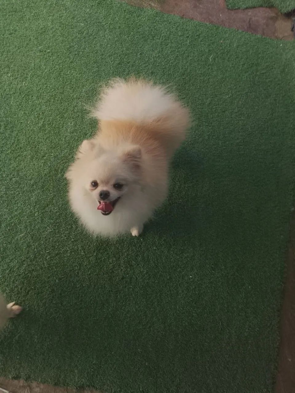 Spitz alemão macho