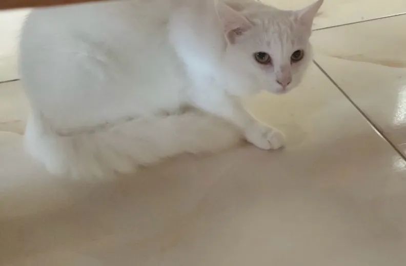 Gato  - Foto 2