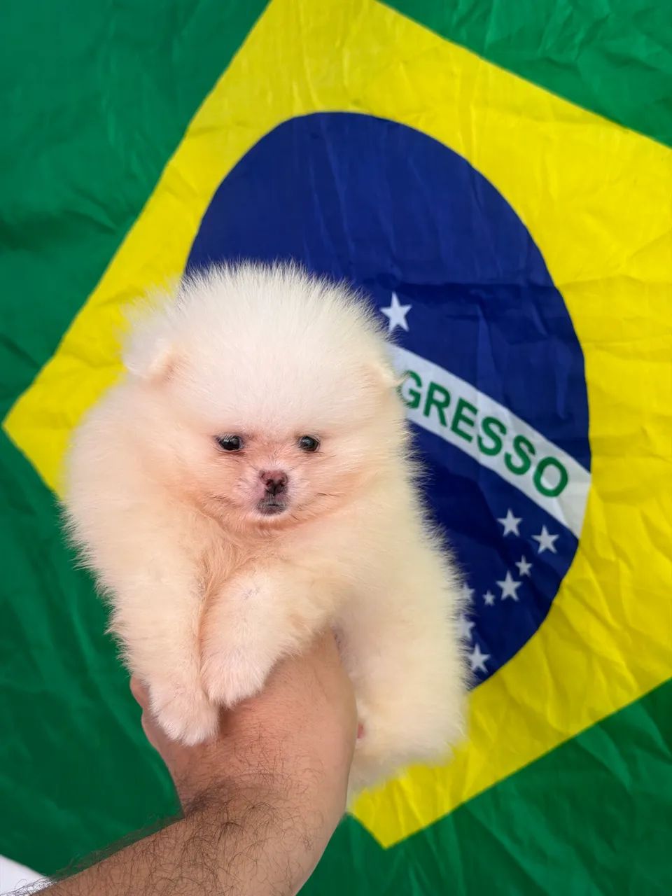 Spitz alemão  - Foto 2