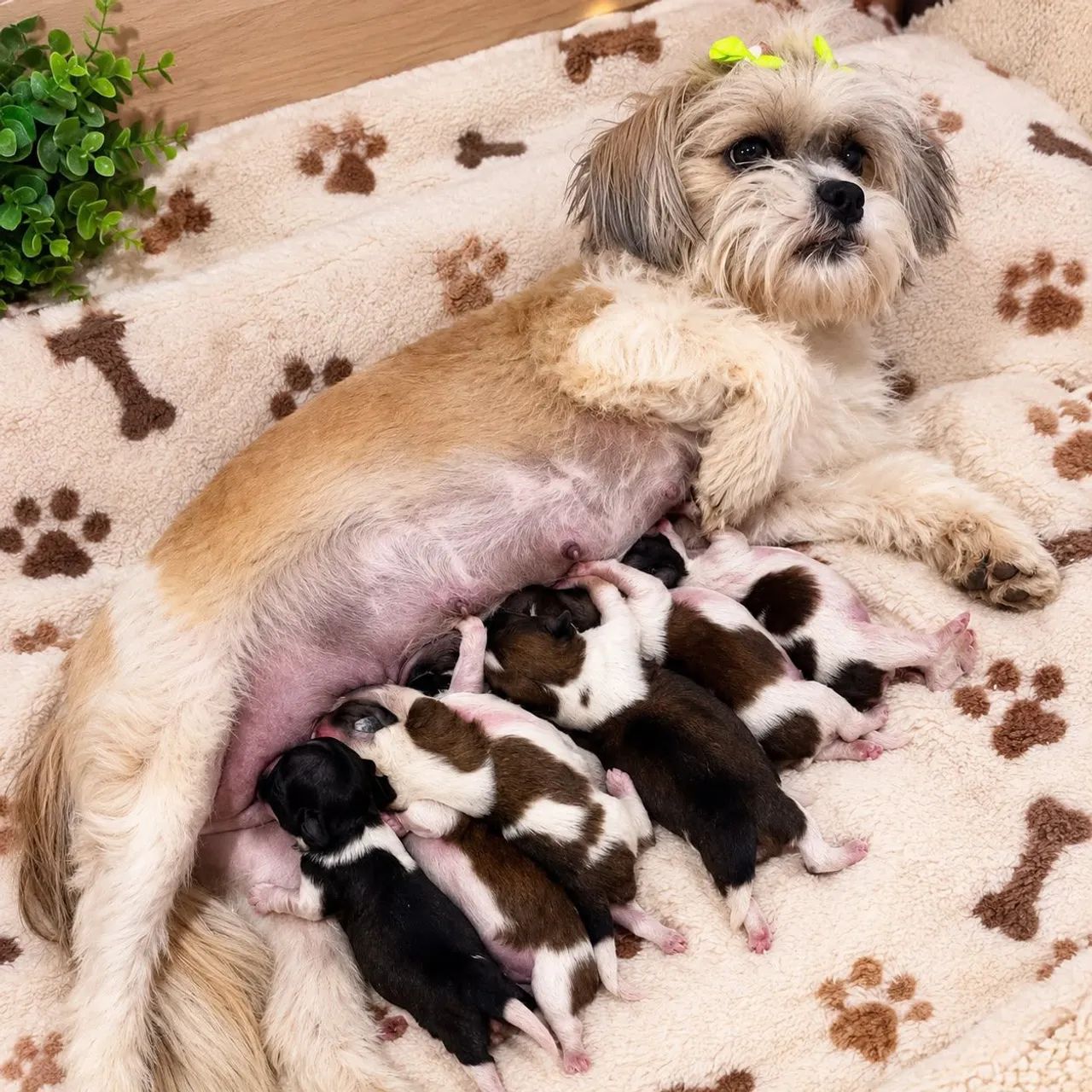 Lhasa Apso filhotes disponíveis 