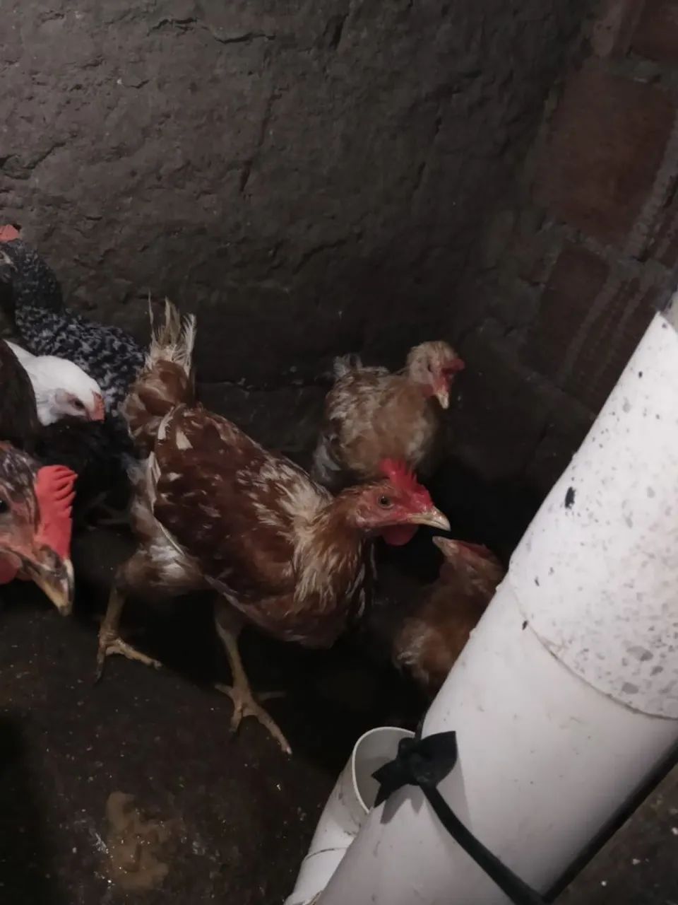 Frango e franga - Foto 4