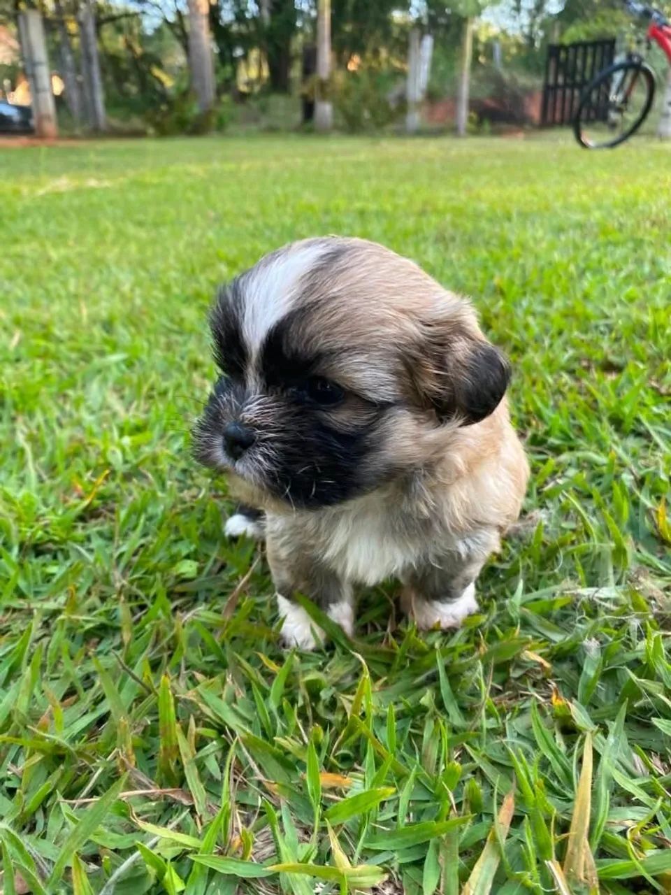 Filhotes Lhasa Apso Macho - Foto 3