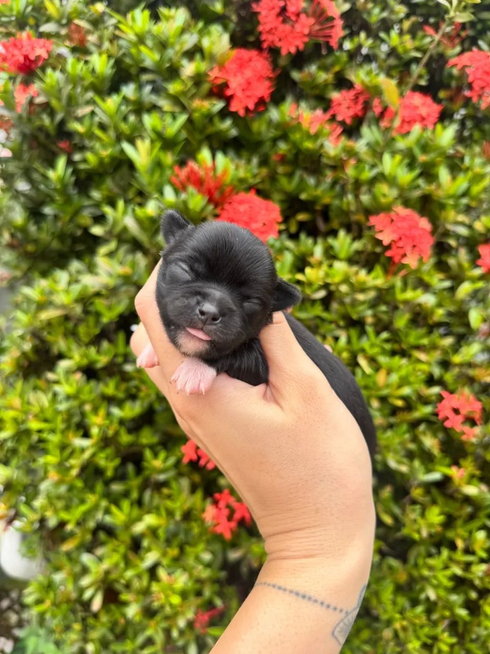 Filhotes de chihuahuas  - Foto 5