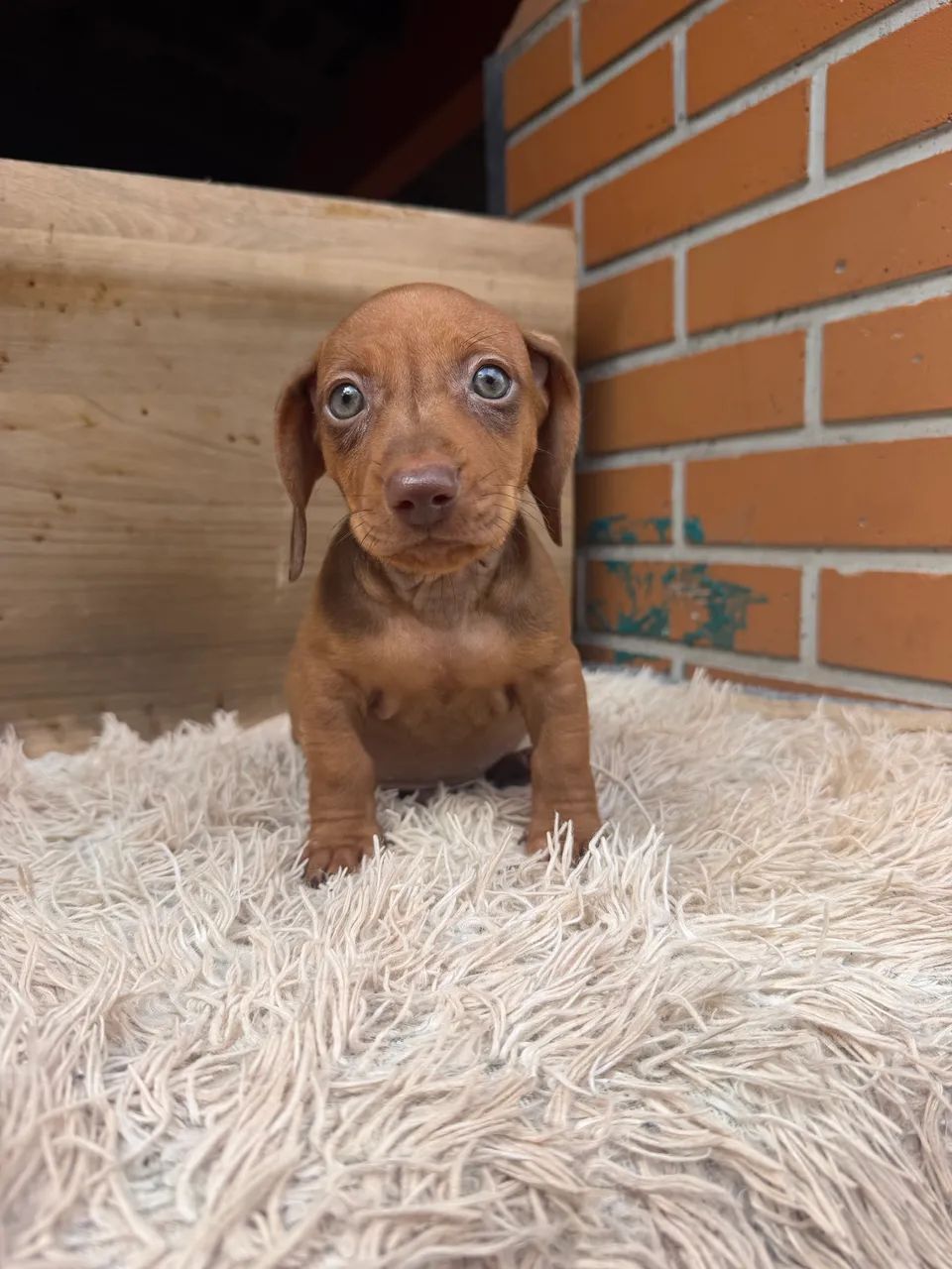 Dachshund macho  - Foto 4
