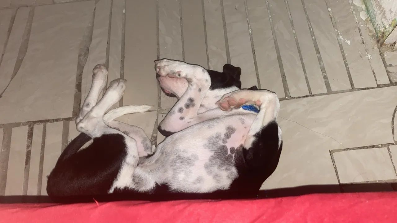 Doação de cachorro  - Foto 3