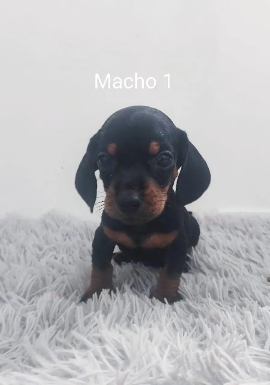 Teckel Kaninchen filhotes  - Foto 4