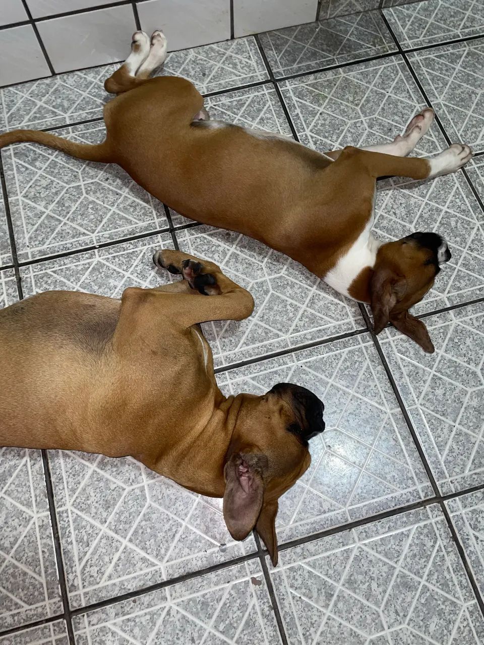 Doa-se casal de  boxer  - Foto 4