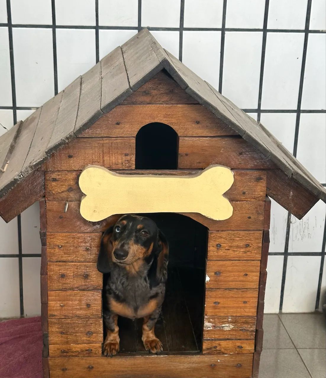 Casa de cachorro 
