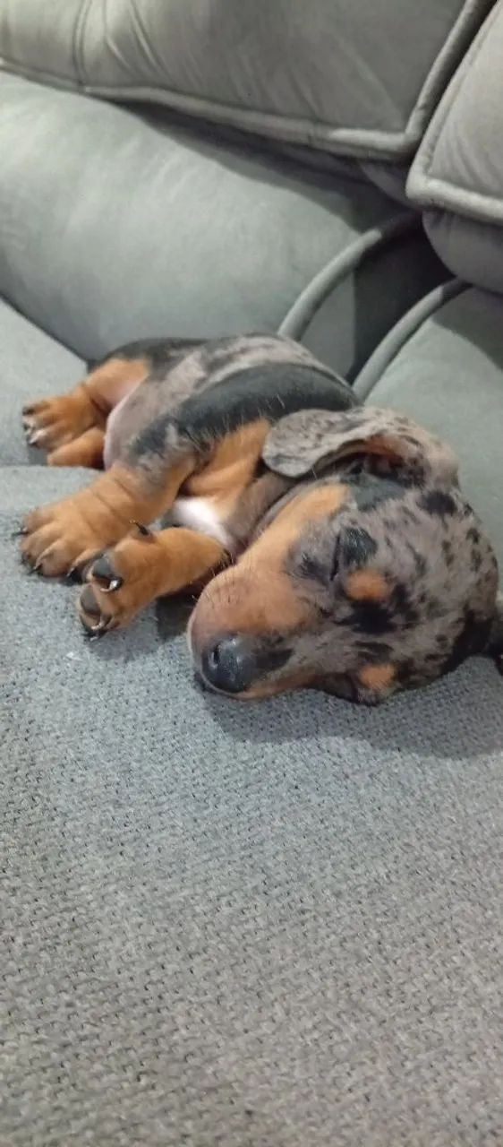 Dachshund - Foto 2