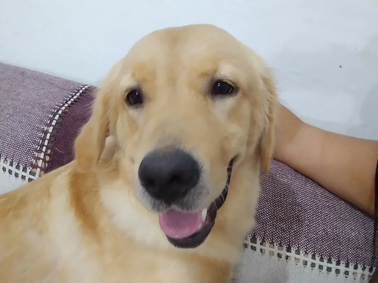 Golden retriever  - Foto 4