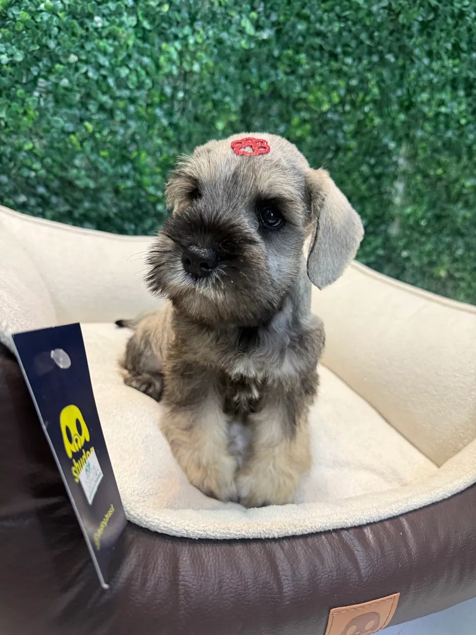 Filhotes de Schnauzer mini  - Foto 3