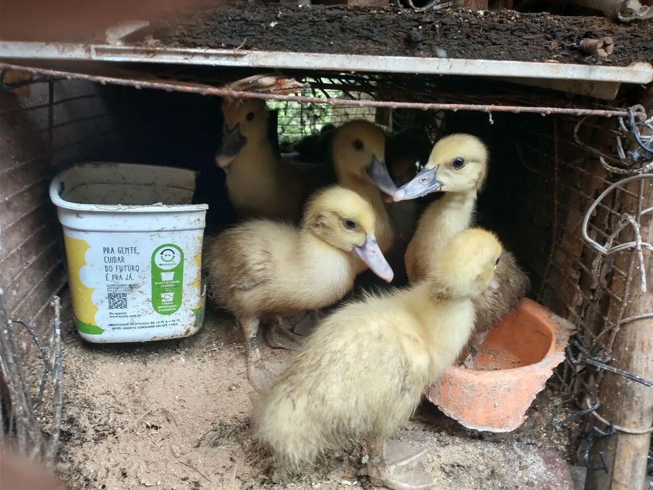 Patinhos com boa idade , espertos e com preço promocional - Foto 3