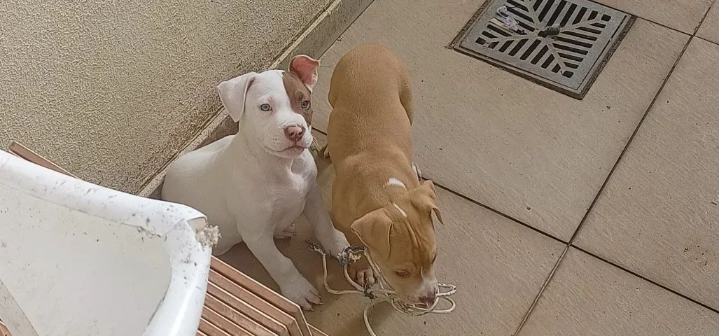 Pitbull - Foto 5