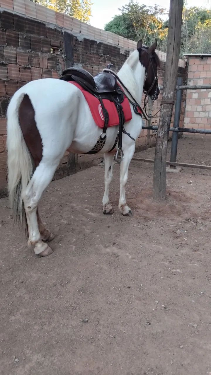 Cavalo manga larga  - Foto 2