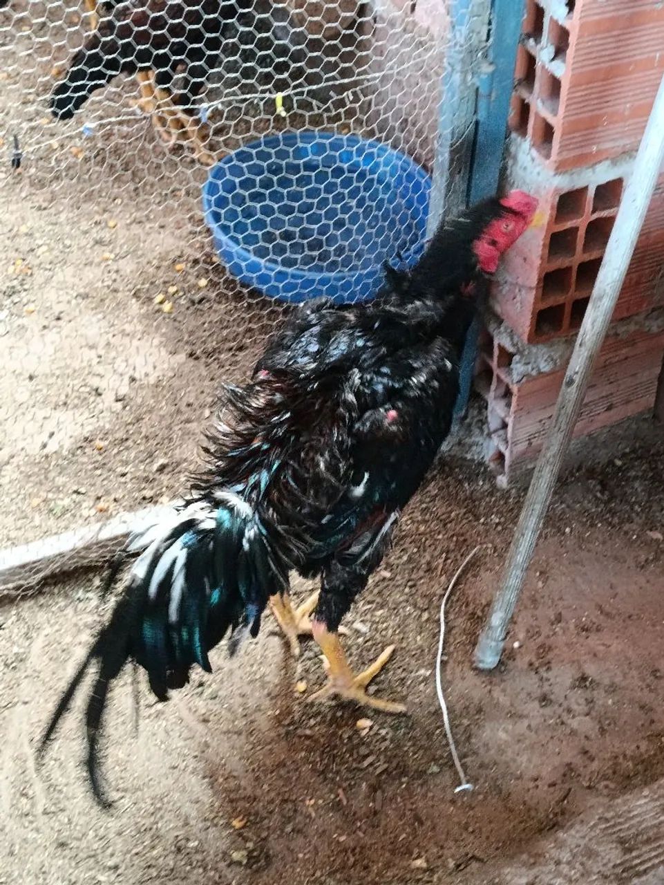 Frango de 8 meses 