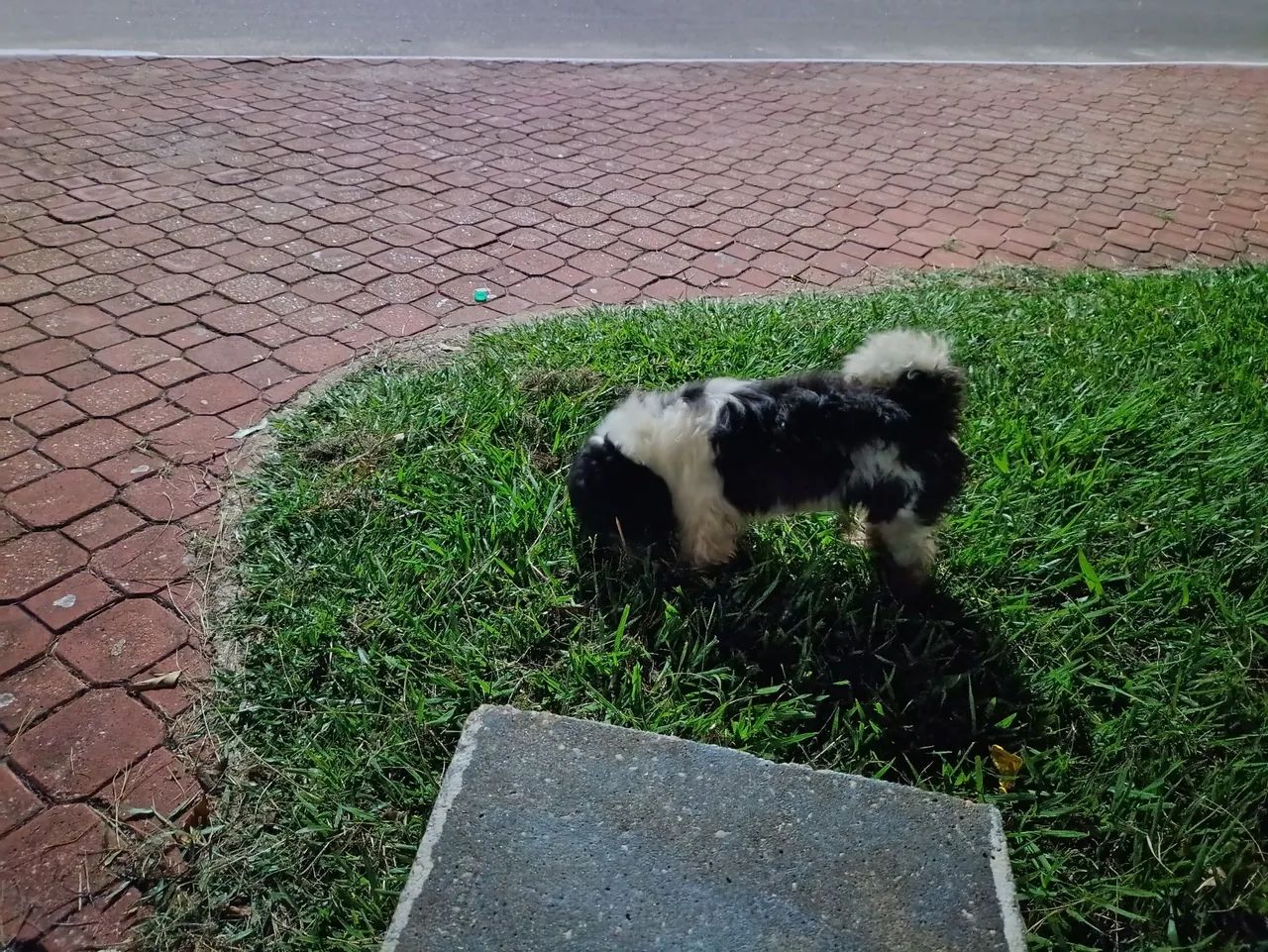 Vendo cachorro adulto raça Shitzu com 6 anos mais chamado de floquinho - Foto 2