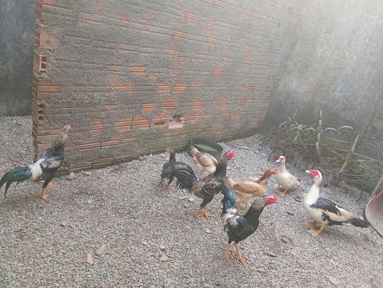 Galinhas e galos 