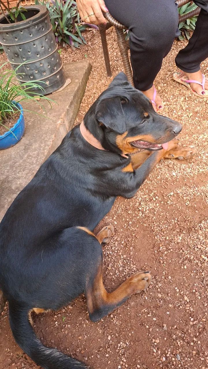 Vendo cachorro Rottweiler  - Foto 2