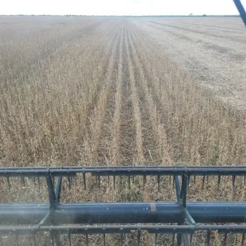 Fazenda 600 ha prox. Bom jesus PI - Foto 5