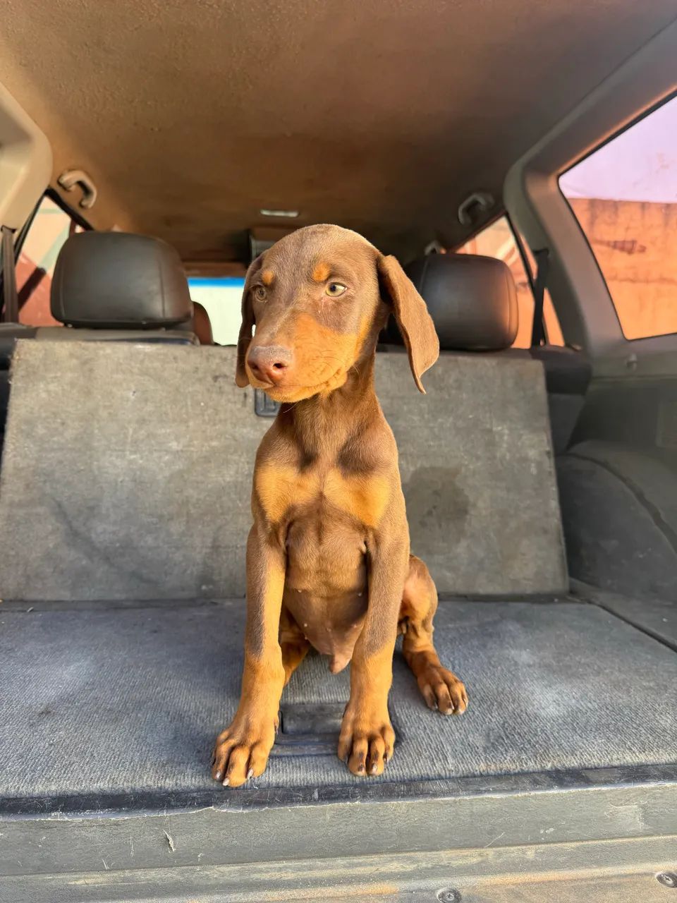 Cães Doberman  - Foto 3