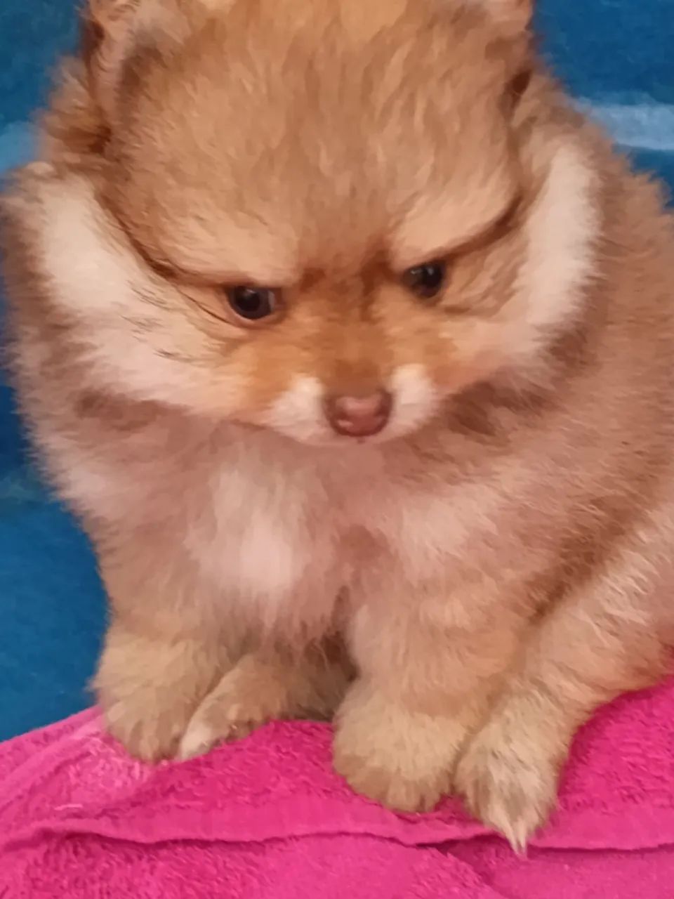Spitz alemão  - Foto 2