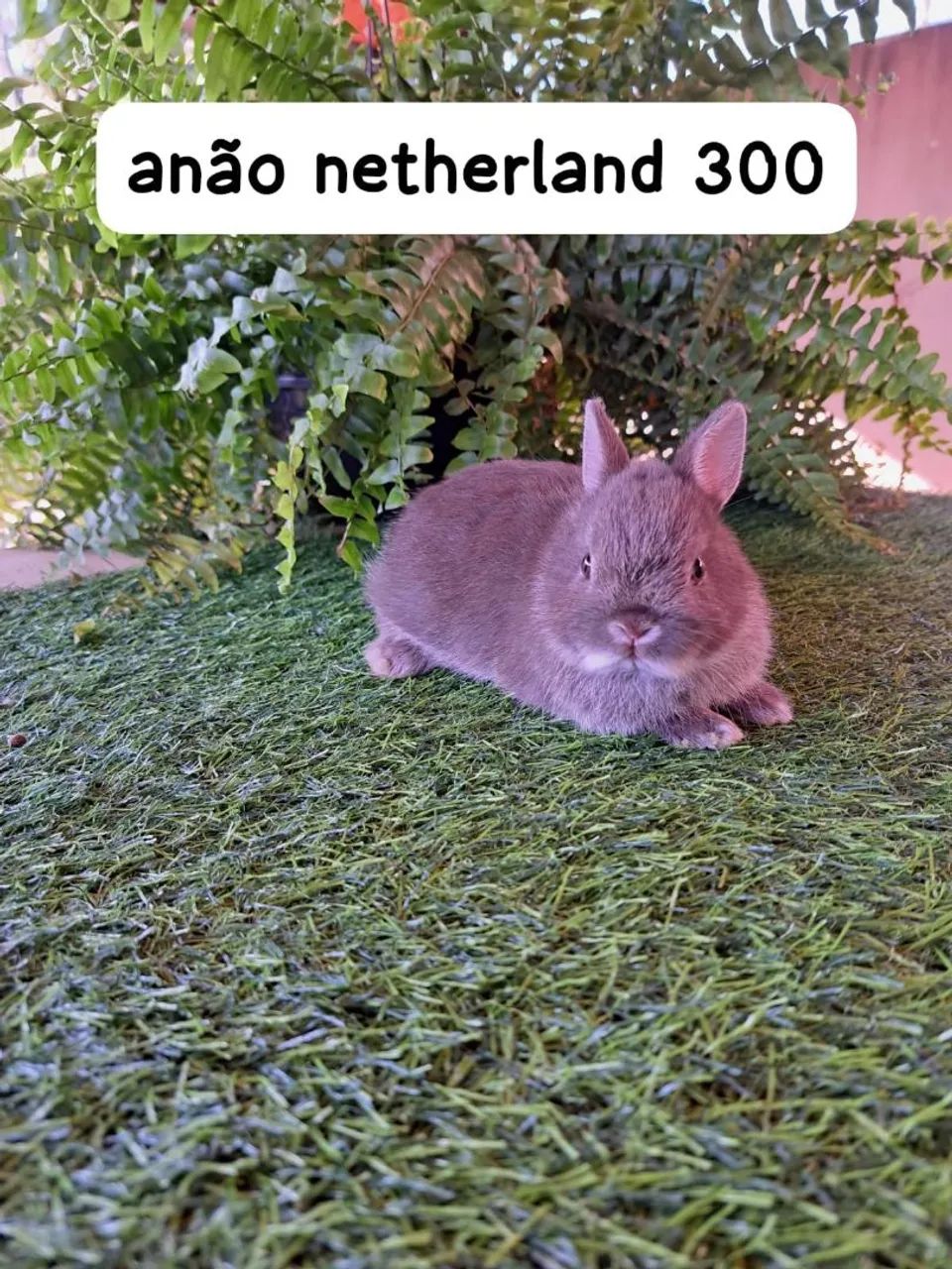 mini coelhos varias raças (filhotes)