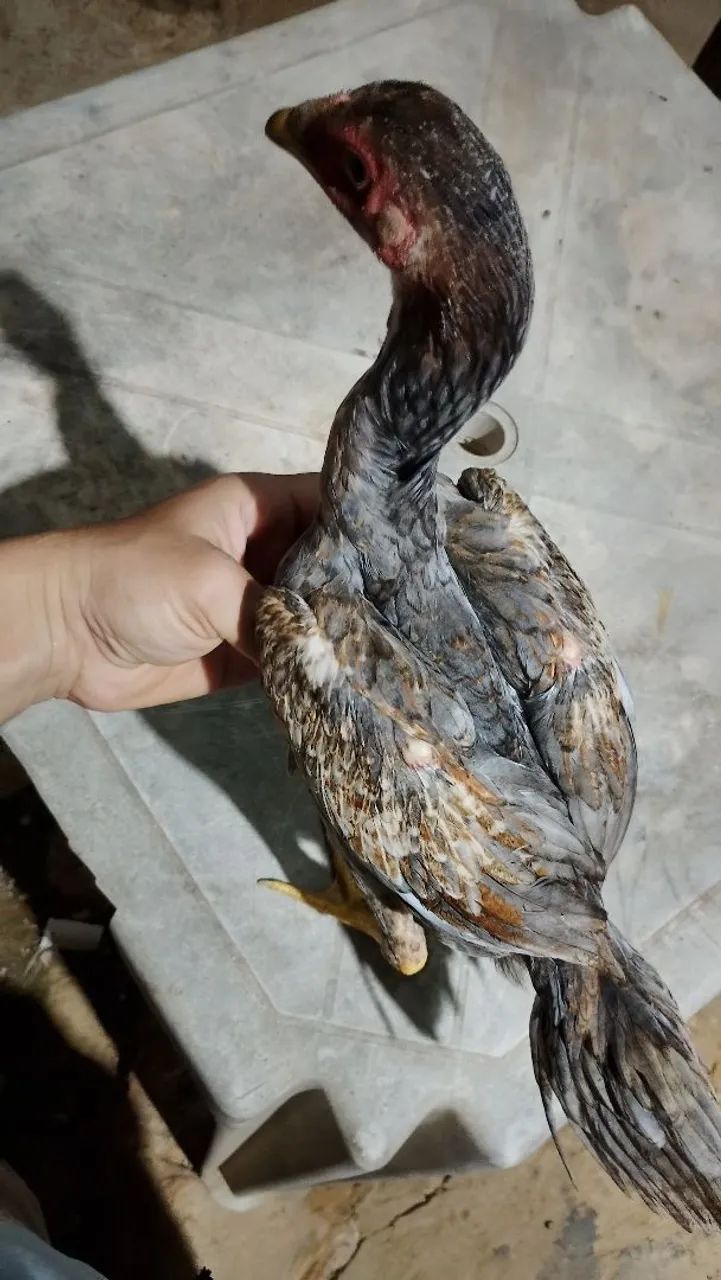 Galo e galinha de raça  - Foto 5