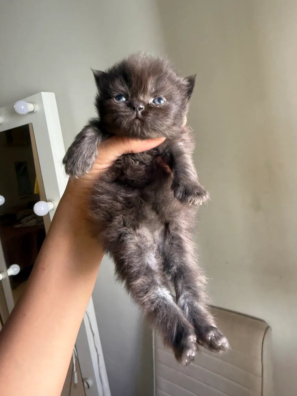 Gato persa 