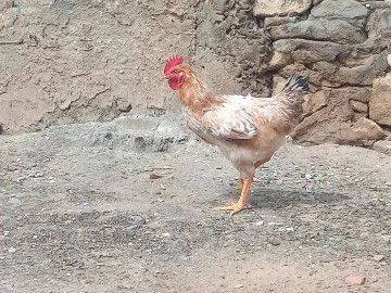 Galos - Foto 4