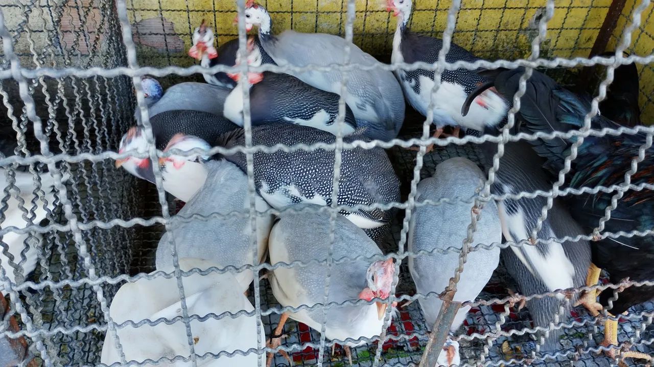 Vendo angolas adultas 
