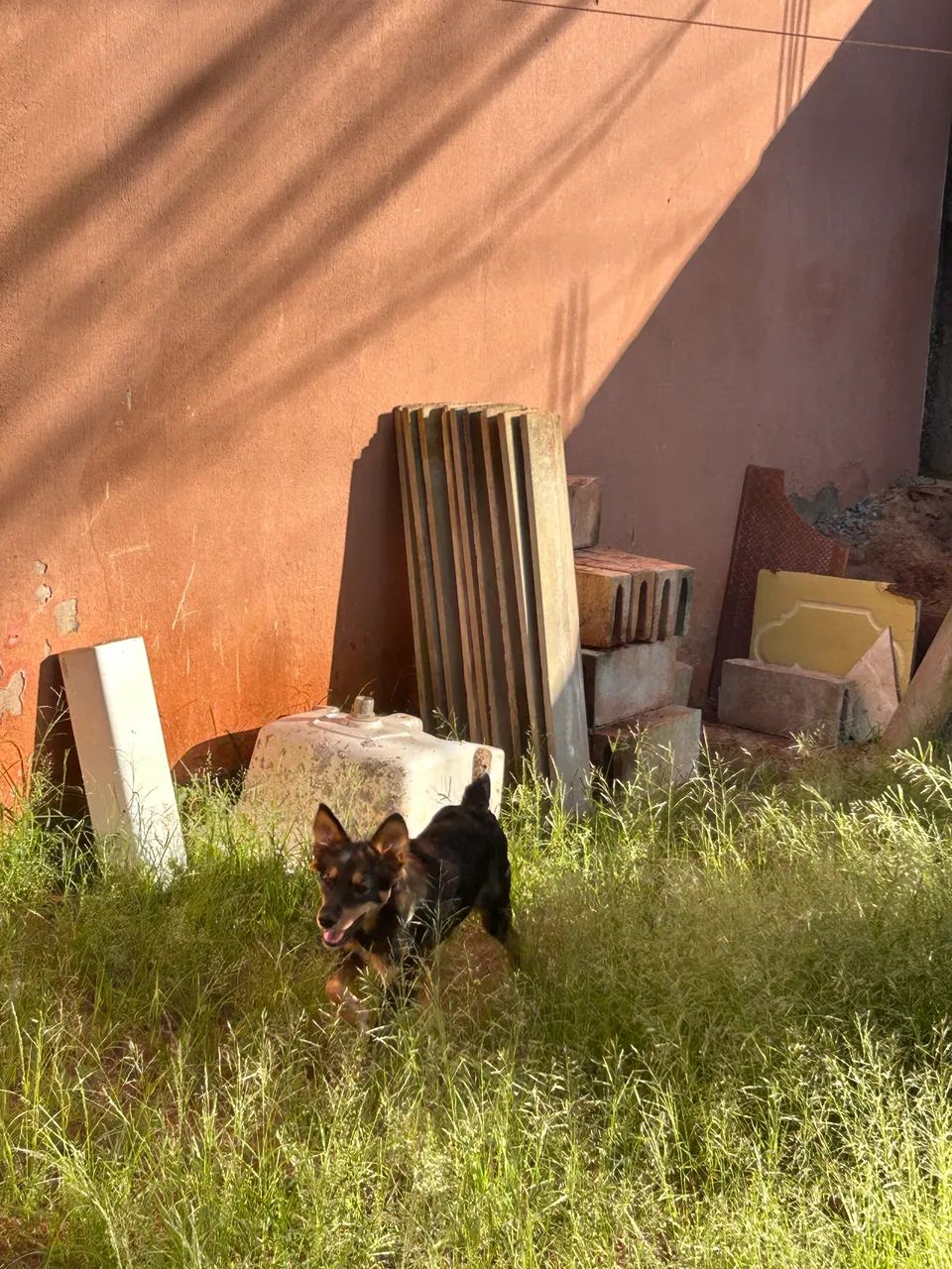 Cachorro para doação  - Foto 3