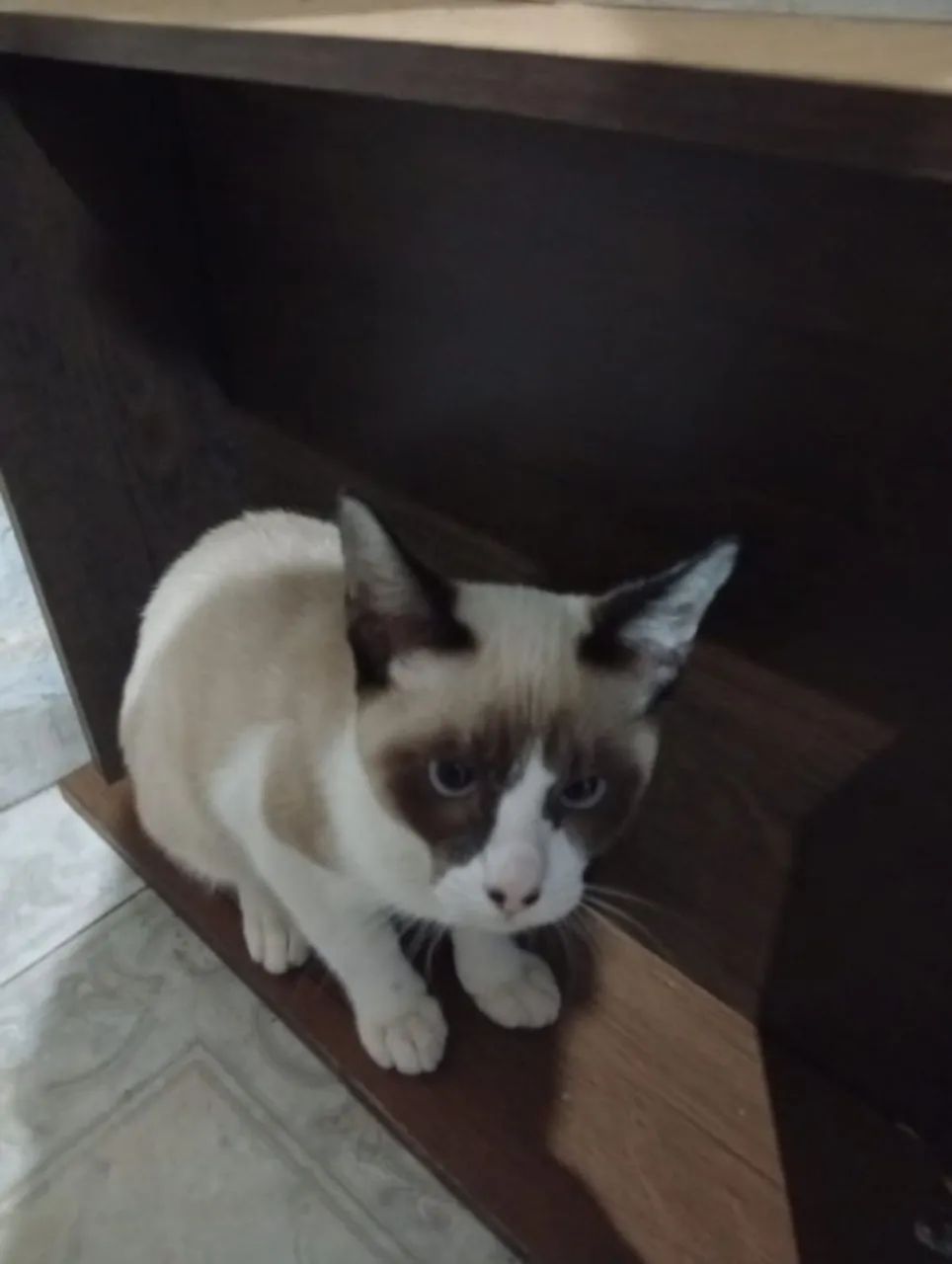 Gato para adoção  - Foto 2