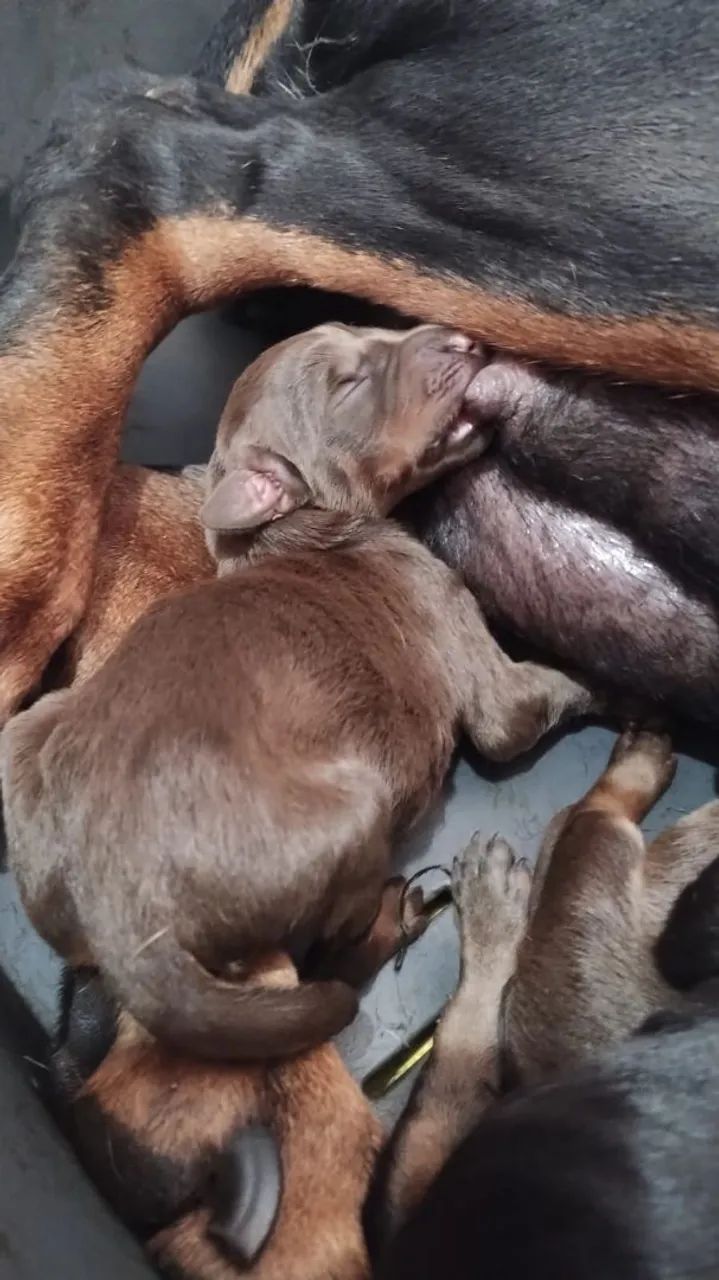 Filhotes de dobermann  - Foto 2