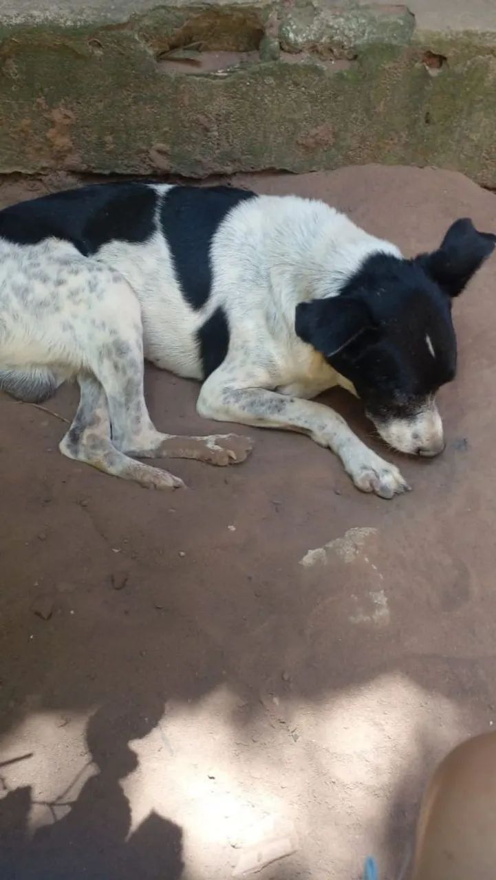 Cachorro para adoção  - Foto 2
