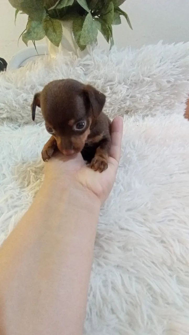 Pinscher zerinho chocolate ( perfeito) - Foto 3