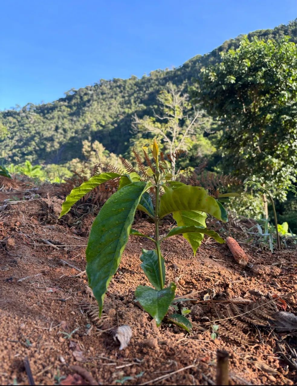 Terreno em vargem alta  - Foto 3