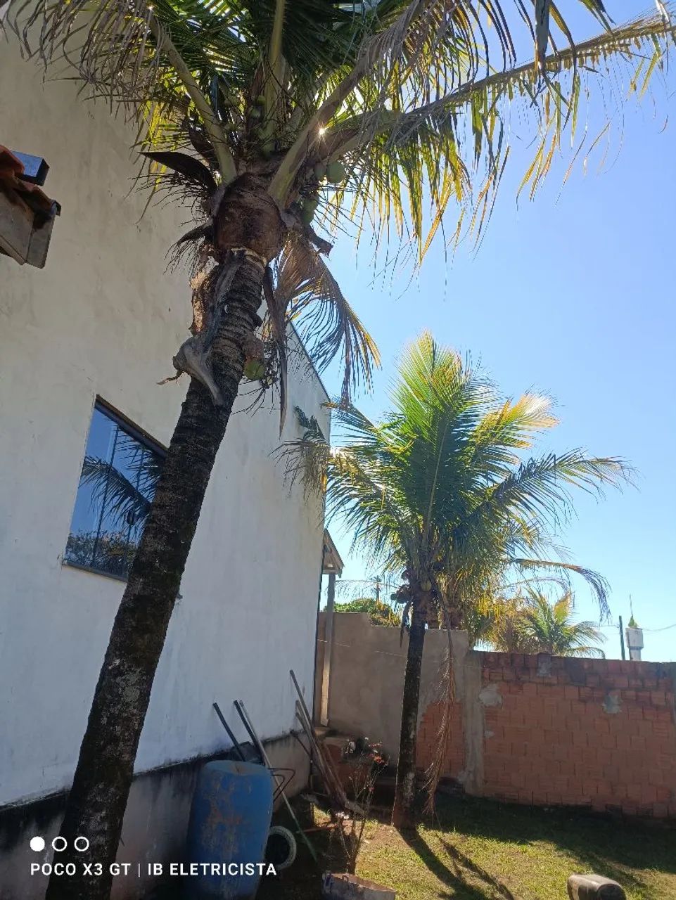 Coqueiro grande - Foto 3