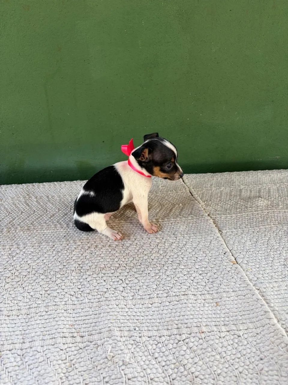 Vendo filhote - Foto 2