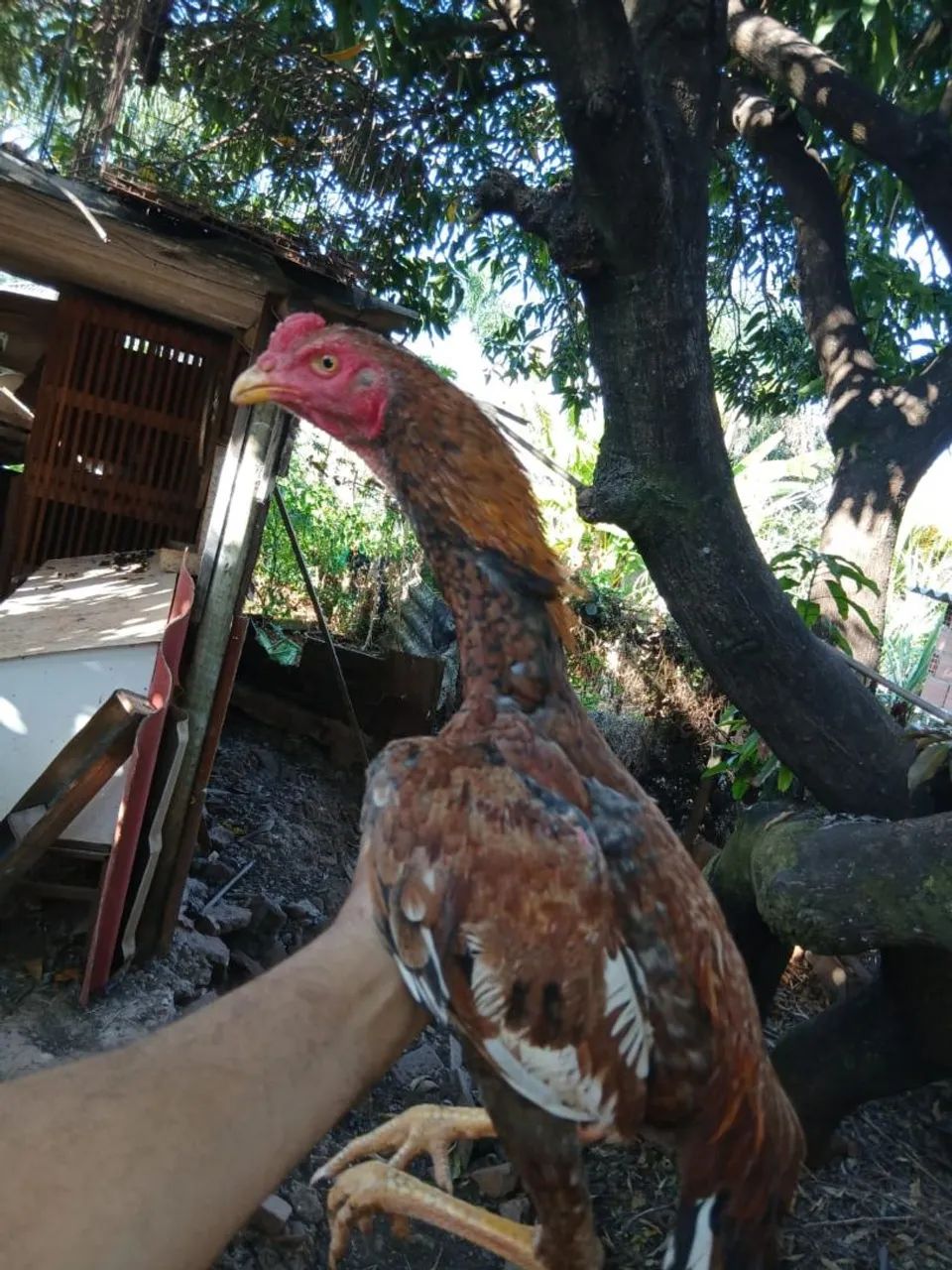 Frangos índio  - Foto 2