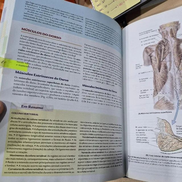 Anatomia orientada para a clínica Moore 6 edição - Foto 4