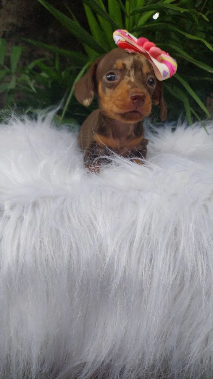 Dauschund mini - Foto 4