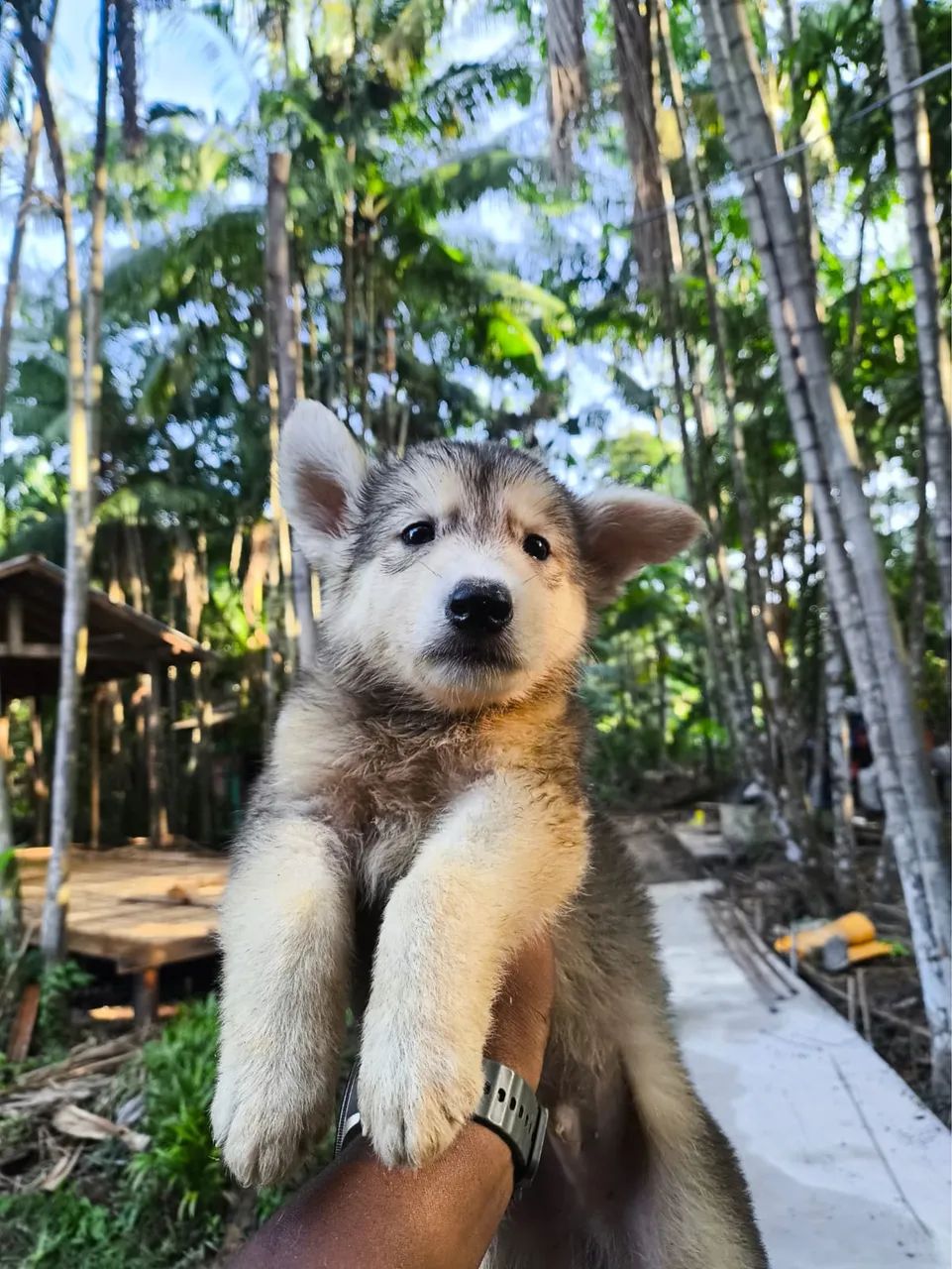 Pastor alemão com husky  - Foto 2